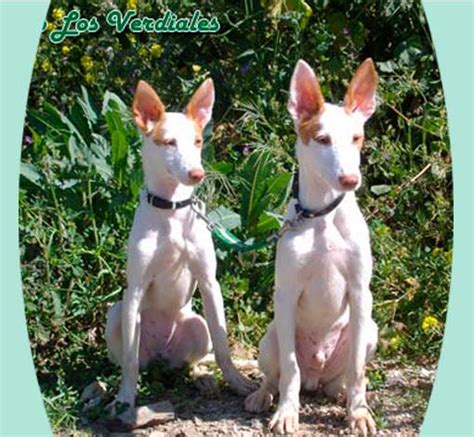 Podenco andaluz, venta de perros de caza